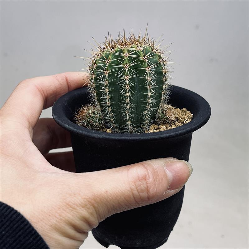 花サボテン:エキノプシス交配種 グラデーション咲き*幅4cm 花サボテン:エキノプシス交配種 グラデーション咲き*幅4cm