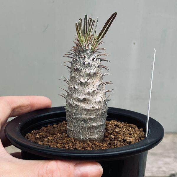 コーデックス：パキポディウム グラキリス 実生*塊根幅3cm 現品