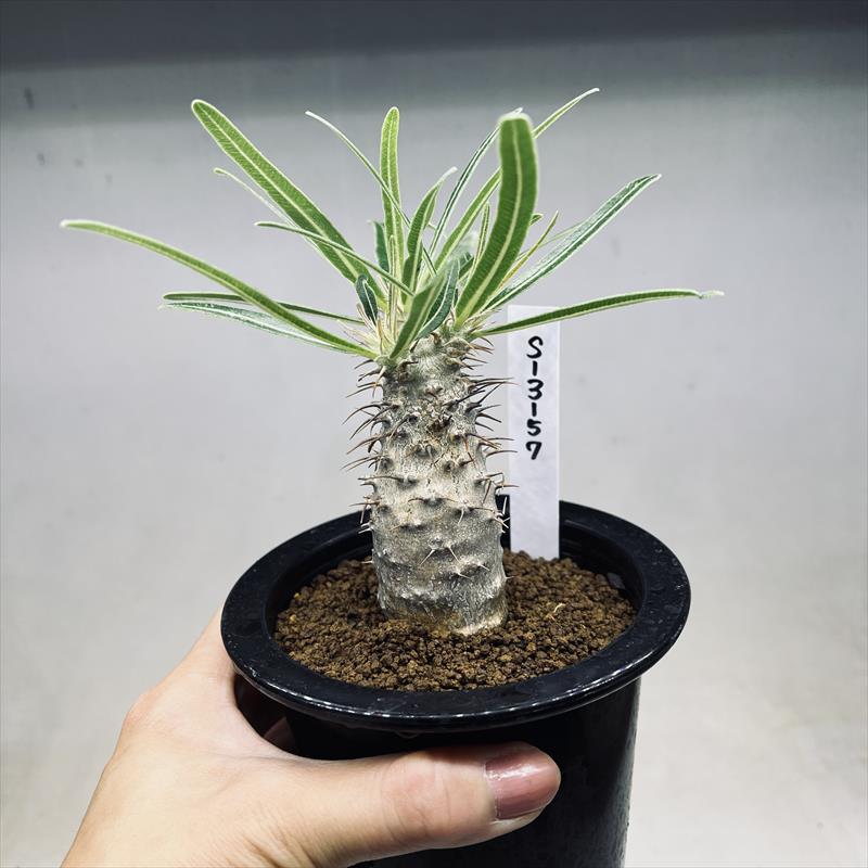 コーデックス：パキポディウム グラキリス 実生*塊根幅3cm 現品