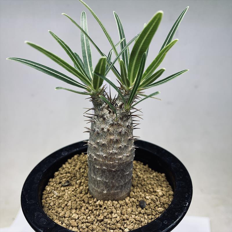 コーデックス：パキポディウム グラキリス 実生*塊根幅3cm 現品