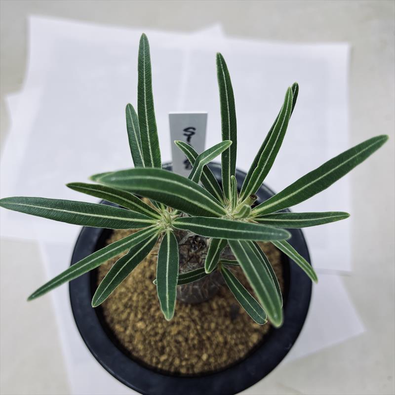 コーデックス：パキポディウム グラキリス 実生*塊根幅3cm 現品