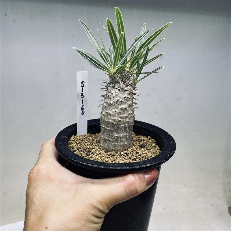 コーデックス：パキポディウム グラキリス 実生*塊根幅3cm 現品