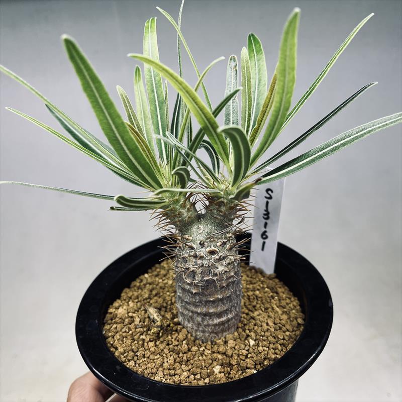 コーデックス：パキポディウム グラキリス 実生*塊根幅3cm 現品