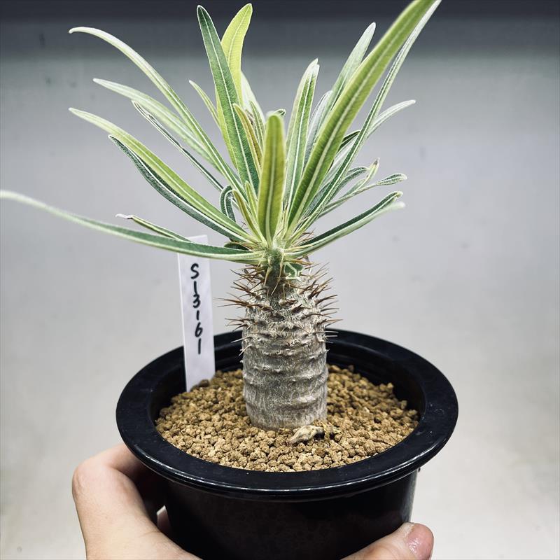 コーデックス：パキポディウム グラキリス 実生*塊根幅3cm 現品