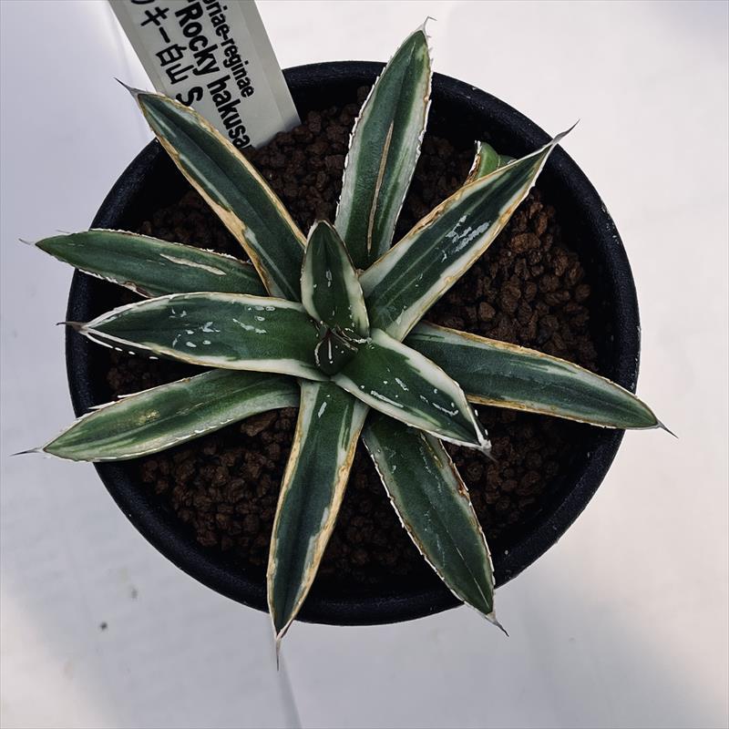 多肉植物：アガベ ロッキー白山*S 幅8cm : 遊恵盆栽 Yahoo!店 - 通販