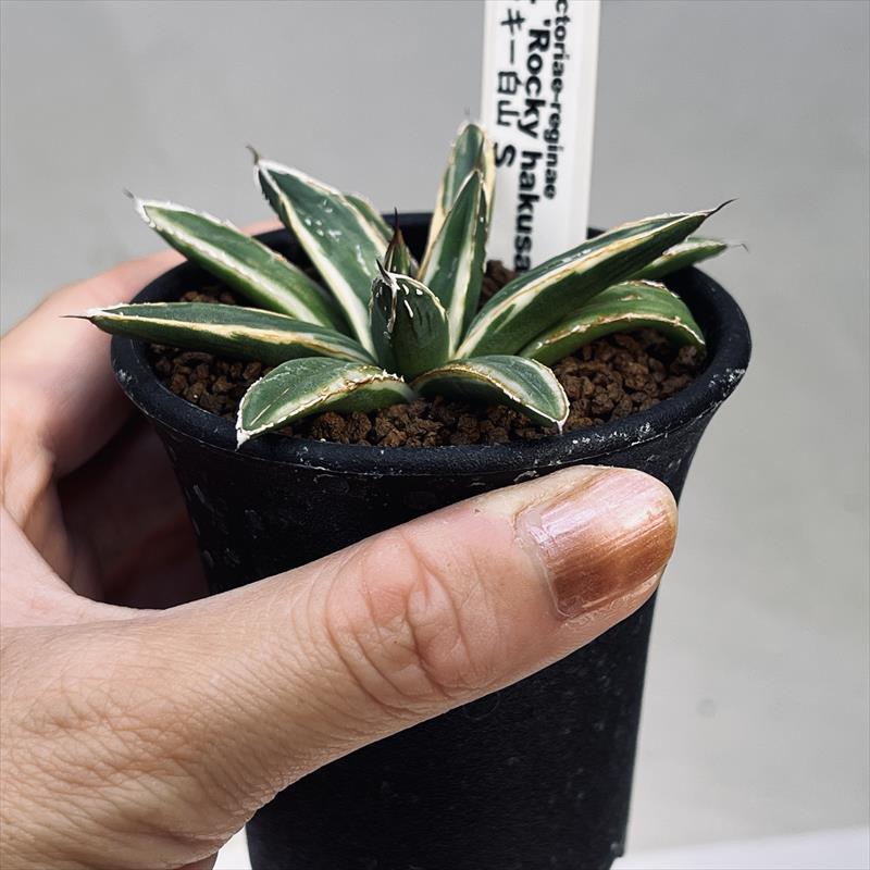 多肉植物：アガベ ロッキー白山*S 幅8cm : 遊恵盆栽 Yahoo!店 - 通販