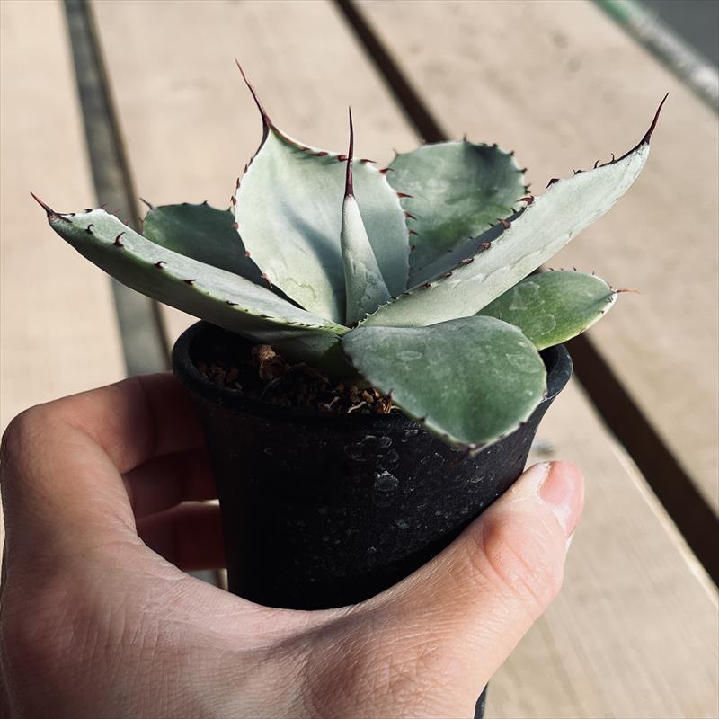 多肉植物：アガベ フレキスピナ（パリー・トルンカータ）*幅9cm 現品 