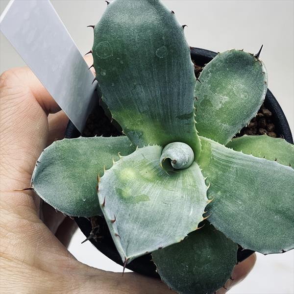 多肉植物：アガベ フレキスピナ（パリー・トルンカータ）*幅9cm 現品