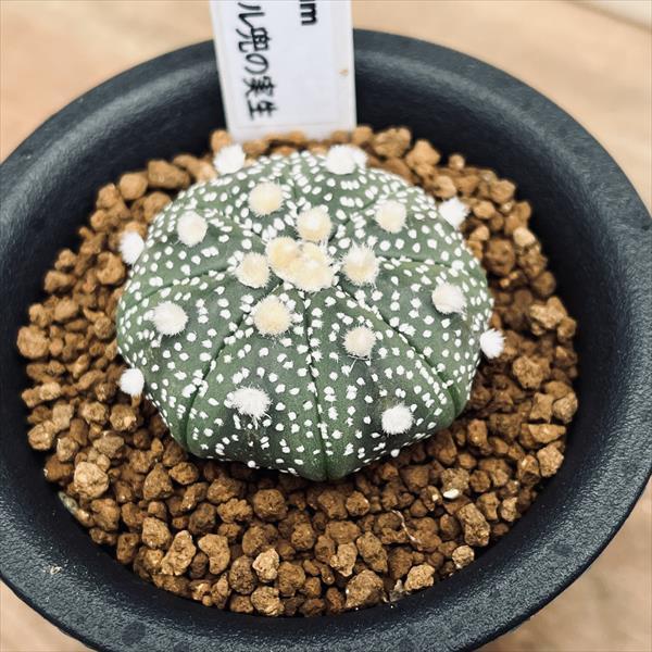 サボテン：アストロフィツム ミラクル兜の実生*幅3.5cm : 遊恵盆栽