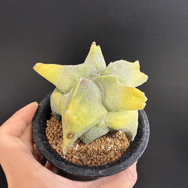 サボテン：鸞鳳玉（らんぽうぎょく）モンスト*幅9cm ☆赤松