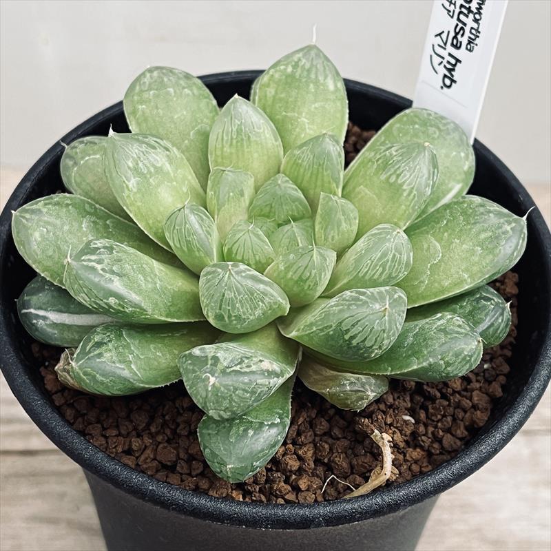 多肉植物:ハオルチア オブツーサ交配種 マリン*幅9cm 現品 多肉植物:ハオルチア オブツーサ交配種 マリン*幅9cm 現品