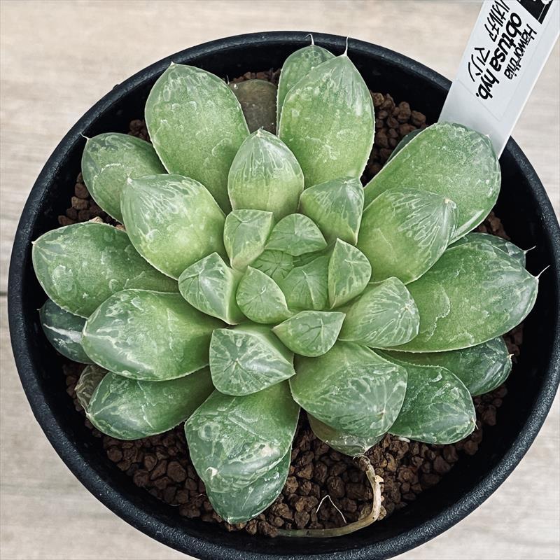 多肉植物:ハオルチア オブツーサ交配種 マリン*幅9cm 現品 多肉植物:ハオルチア オブツーサ交配種 マリン*幅9cm 現品