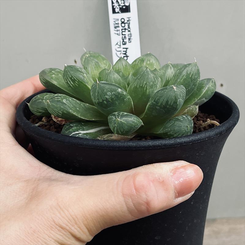 多肉植物:ハオルチア オブツーサ交配種 マリン*幅9cm 現品 多肉植物:ハオルチア オブツーサ交配種 マリン*幅9cm 現品