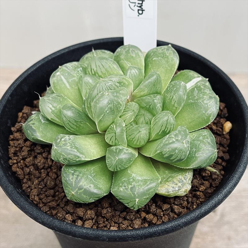 多肉植物:ハオルチア オブツーサ交配種 マリン*幅8cm 現品 多肉植物:ハオルチア オブツーサ交配種 マリン*幅8cm 現品