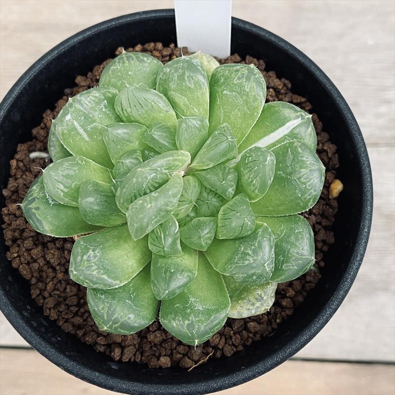 14F ハオルチア 多肉植物 水中月オブツーサ錦 自家繁殖(希少 14F ハオルチア 多肉植物 水中月オブツーサ錦 自家繁殖(希少
