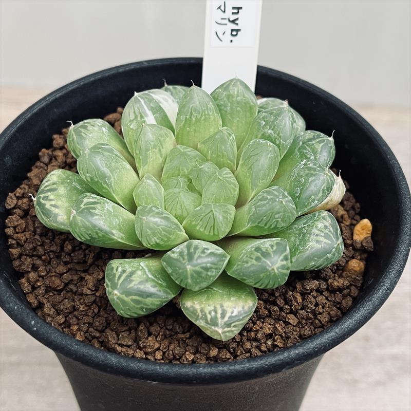 多肉植物：ハオルチア オブツーサ交配種 マリン*幅7.5cm 現品！一品