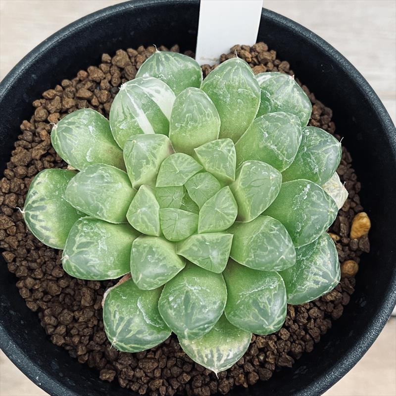 多肉植物：ハオルチア オブツーサ交配種 マリン*幅7.5cm 現品！一品