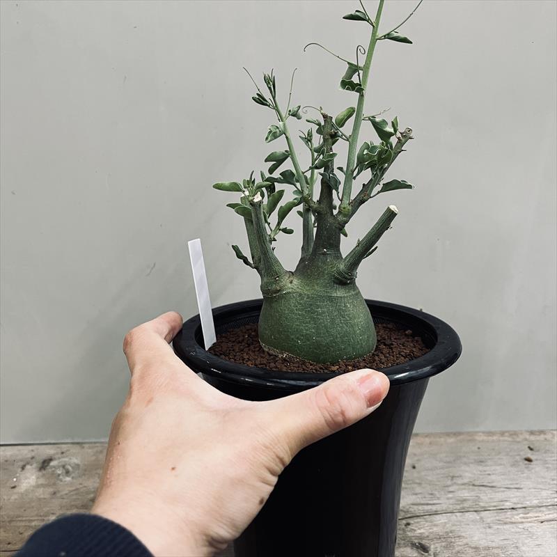 コーデックス:アデニア スピノーサ 実生*塊根幅6cm 現品 コーデックス:アデニア スピノーサ 実生*塊根幅6cm 現品