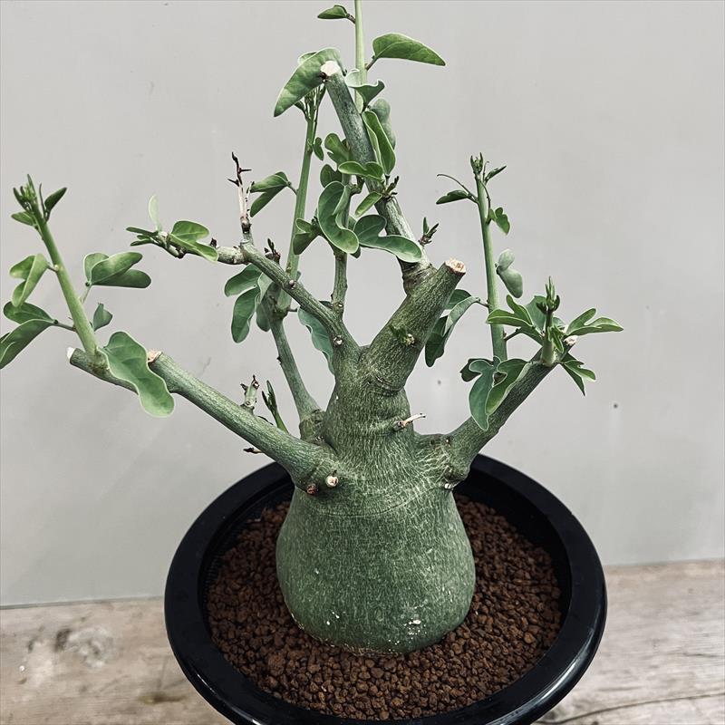 コーデックス：アデニア スピノーサ 実生*塊根幅7.5cm 現品！一品