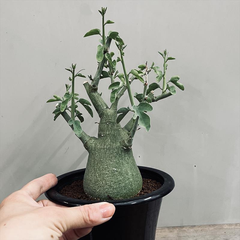 コーデックス：アデニア スピノーサ 実生*塊根幅7.5cm 現品！一品
