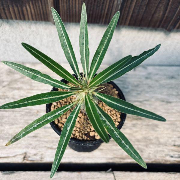 パキポディウム　カクチペス　現地球　コレクション株 パキポディウム カクチペス | hanayoshi-botanical