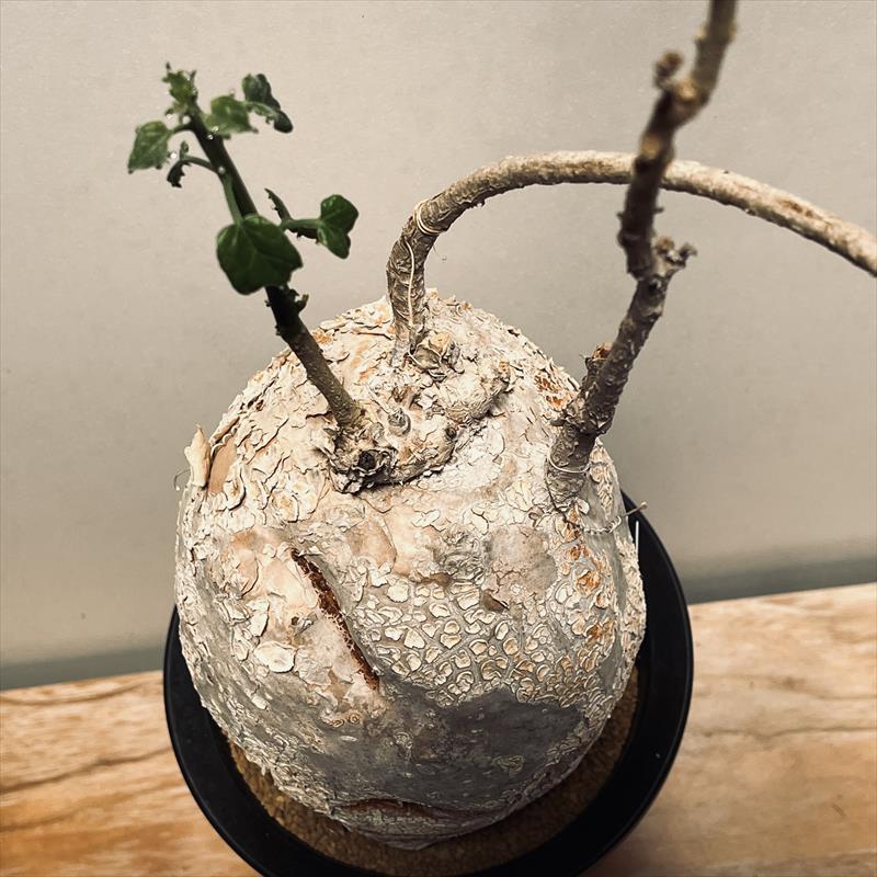 コーデックス：ピレナカンサ マルビフォリア*塊根幅14cm 現品！一品