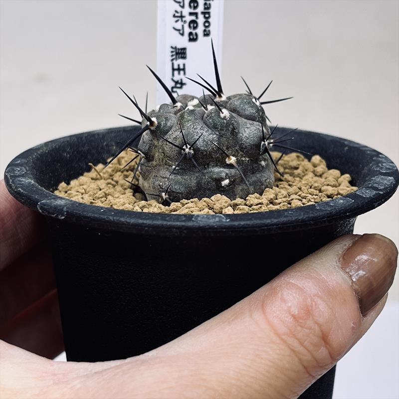 サボテン:コピアポア 黒王丸 実生*幅3cm 現品!一品限り : 遊恵 サボテン:コピアポア 黒王丸 実生*幅3cm 現品!一品限り : 遊恵