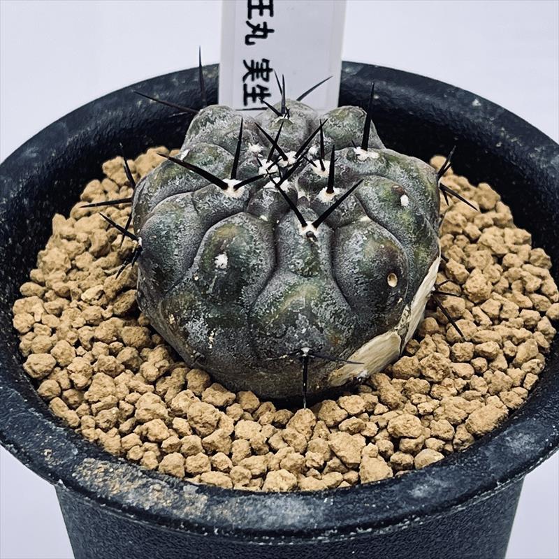 黒王丸 サボテン　実生 サボテン：コピアポア 黒王丸 実生*幅3.5cm 現品！一品限り ※傷