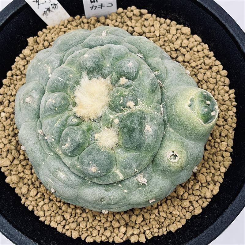サボテン：ロフォフォラ 銀冠玉 実生*幅8cm 現品！一品限り : 遊恵