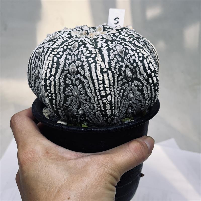 確認用】アストロフィツム 大疣瑠璃兜 墨斑入り 7稜タイプ 実生 アストロ