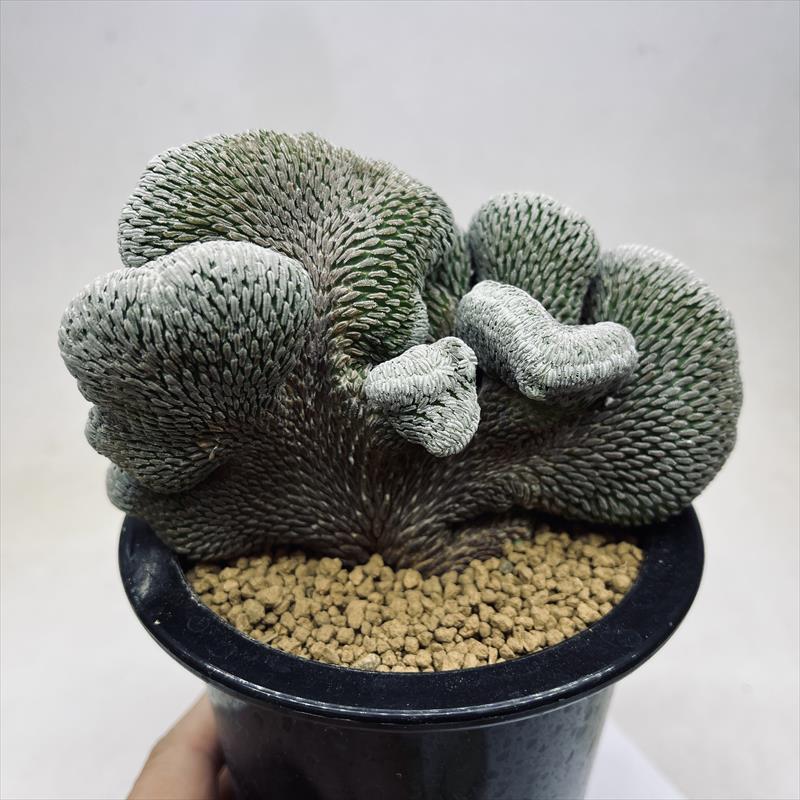 サボテン：ペレキフォラ 精巧丸綴化 自根*幅12cm 現品！一品