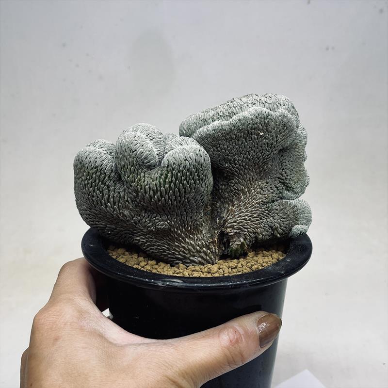 サボテン：ペレキフォラ 精巧丸綴化 自根*幅12cm 現品！一品