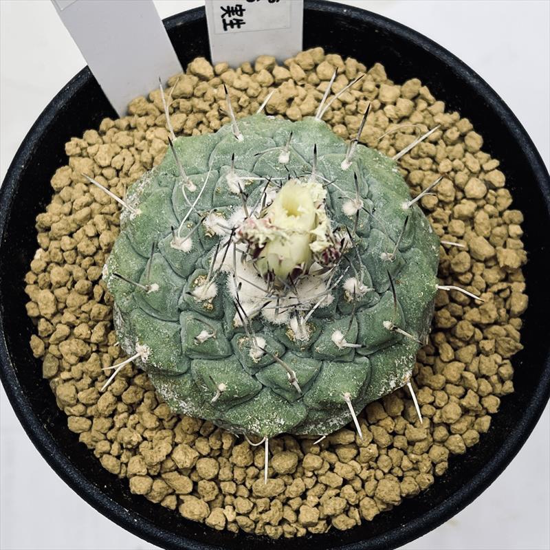 サボテン:ストロンボカクタス 菊水 実生*幅5cm 現品!一品限り サボテン:ストロンボカクタス 菊水 実生*幅5cm 現品!一品限り