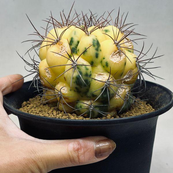 ギムノカリキウム サボテン：ギムノカリキウム 新天地錦*幅9cm 現品！一品限り ※傷あり