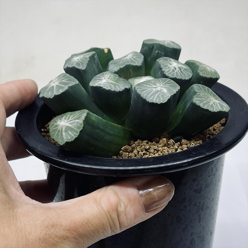 多肉植物：ハオルチア 福屋氏万象 扁平大窓特美白線模様 FSM-1-3*幅9.5