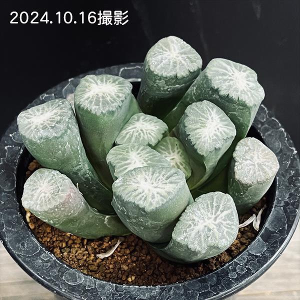 多肉植物：ハオルチア 万象 獅子神*幅8.5cm 現品！一品限り : 遊恵