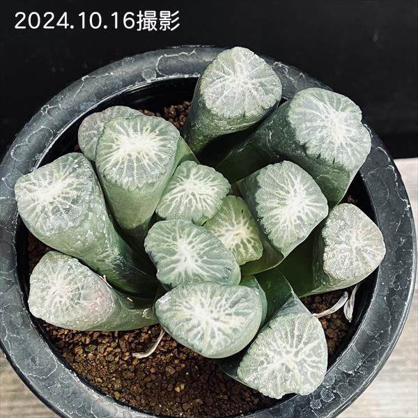 多肉植物：ハオルチア 万象 獅子神*幅8.5cm 現品！一品限り : 遊恵