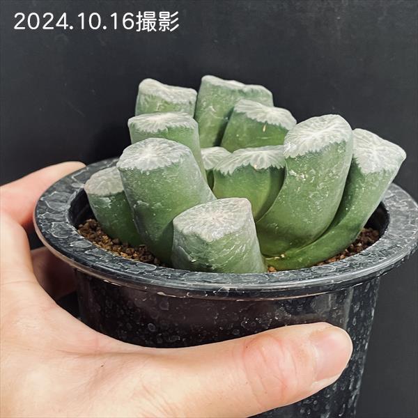 多肉植物：ハオルチア 万象 獅子神*幅8.5cm 現品！一品限り : 遊恵