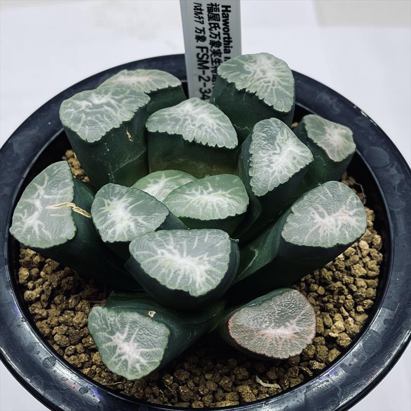 多肉植物：ハオルチア 福屋氏万象 扁平大窓特美白線模様 FSM-2-34*幅