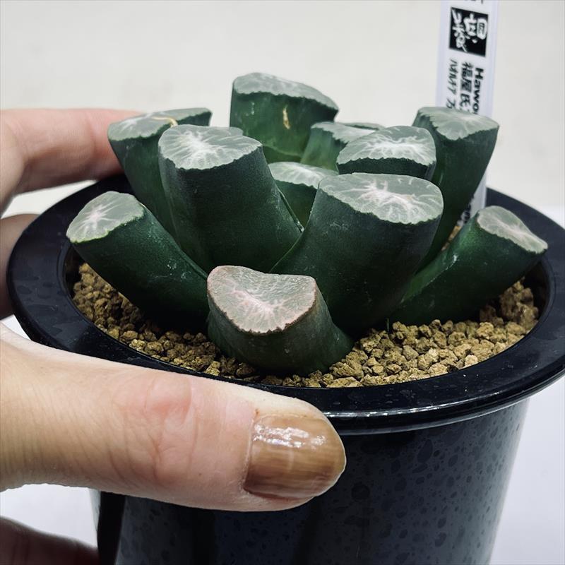 多肉植物：ハオルチア 福屋氏万象 扁平大窓特美白線模様 FSM-2-34*幅