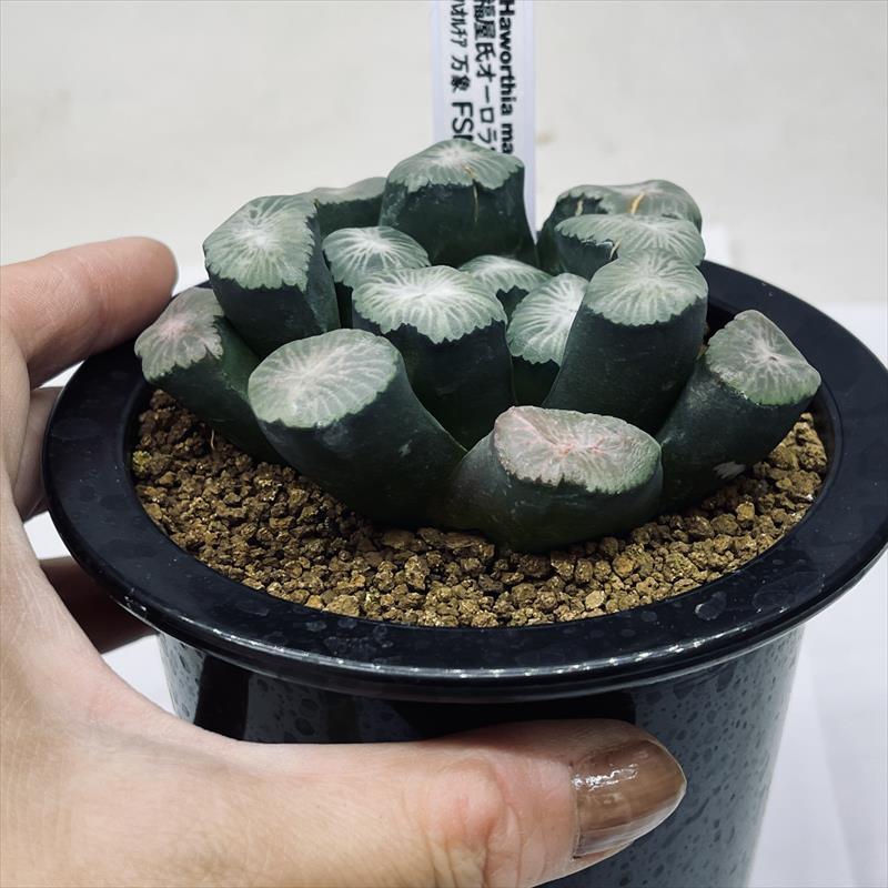 多肉植物：ハオルチア 福屋氏万象 オーロラ実生特選 FSM-1-83*幅8cm
