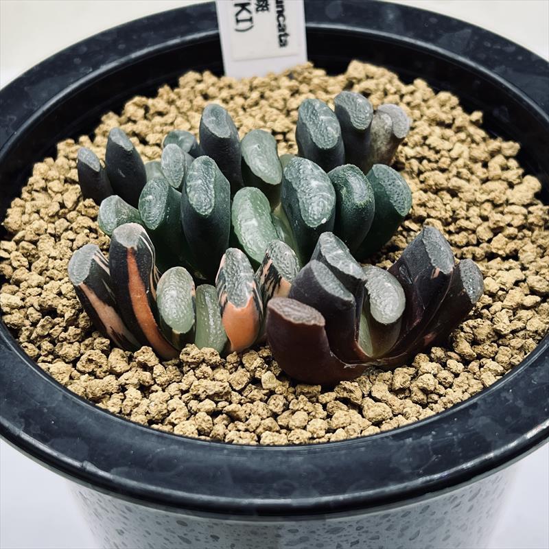 大型玉扇  美品 多肉植物：ハオルチア 玉扇 美白線巨大マグニフィカ 徳田マンモス*幅