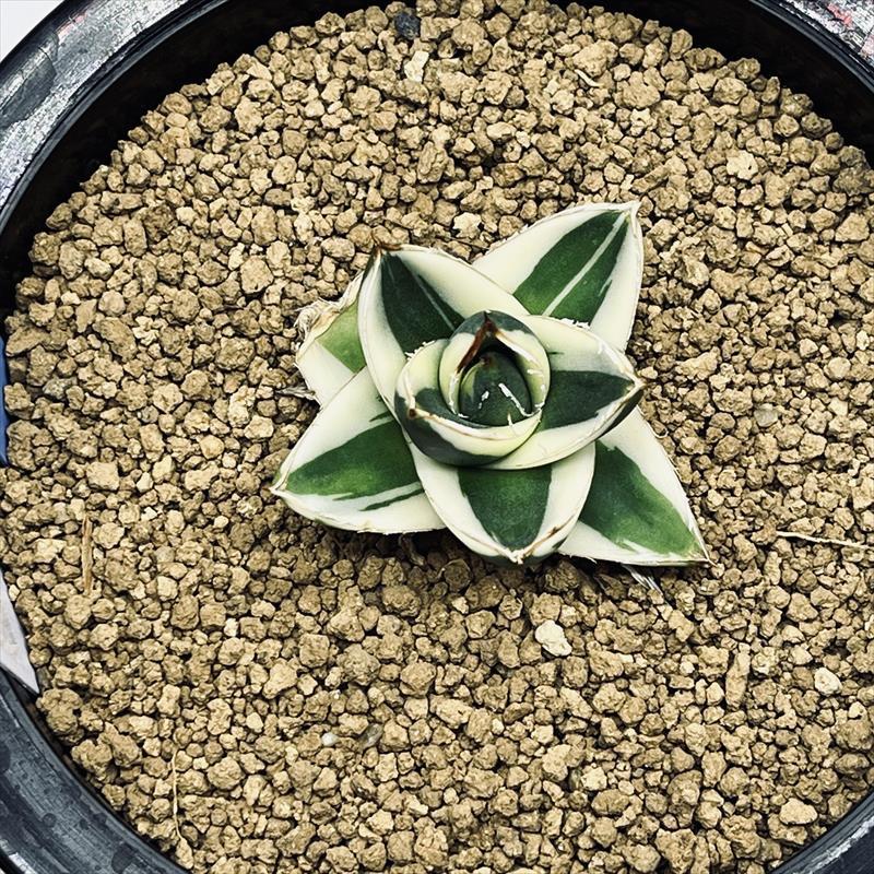多肉植物:アガベ ピンキー*幅5cm 現品!一品限り : 遊恵盆栽 多肉植物:アガベ ピンキー*幅5cm 現品!一品限り : 遊恵盆栽