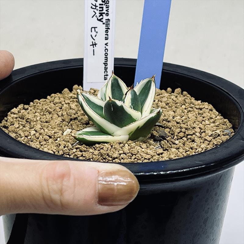 多肉植物:アガベ ピンキー*幅5cm 現品!一品限り : 遊恵盆栽 多肉植物:アガベ ピンキー*幅5cm 現品!一品限り : 遊恵盆栽