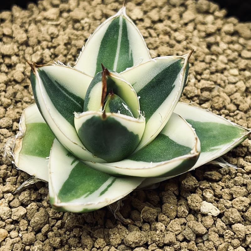 多肉植物:アガベ ピンキー*幅5cm 現品!一品限り : 遊恵盆栽 多肉植物:アガベ ピンキー*幅5cm 現品!一品限り : 遊恵盆栽