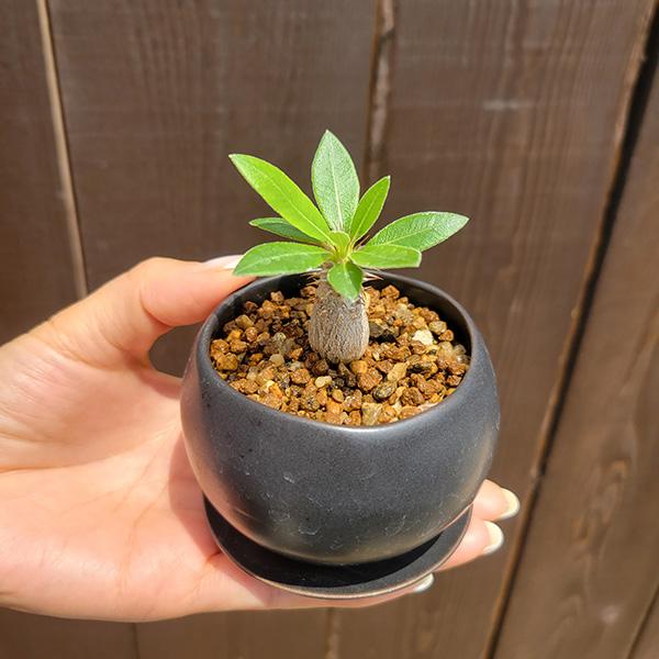 コーデックス：パキポディウム ミニマカイエンセ 陶器鉢*(受け皿付き