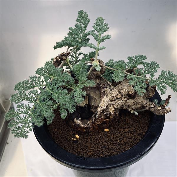 ペラルゴニウム　トリステ 塊根植物　冬型コーデックス　盆栽仕立て　抜き苗配送 コーデックス：ペラルゴニウム トリステ*塊根幅15cm 現品！一品限り