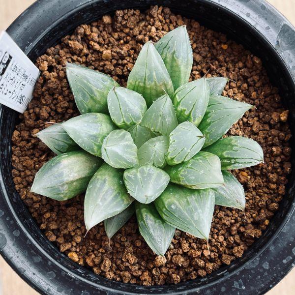多肉植物：ハオルチア 白ミュータント（NS1/1）*幅7cm 現品！一品