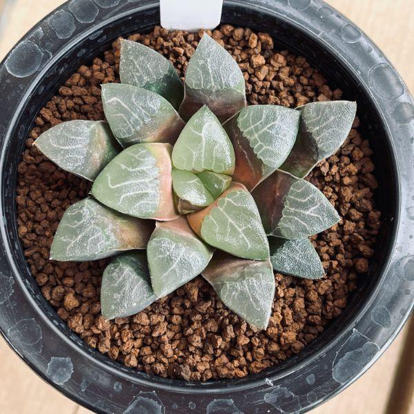 42d ハオルチア　多肉植物　温玉コレクタ　自家繁殖 42d ハオルチア 多肉植物 温玉コレクタ 自家繁殖