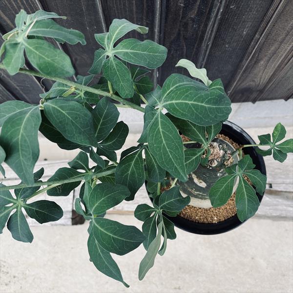 コーデックス：アデニア グラウカ*塊根幅11cm 現品！一品限り